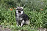 CHIEN FINNOIS DE LAPONIE 179